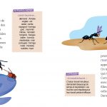 Les fourmis